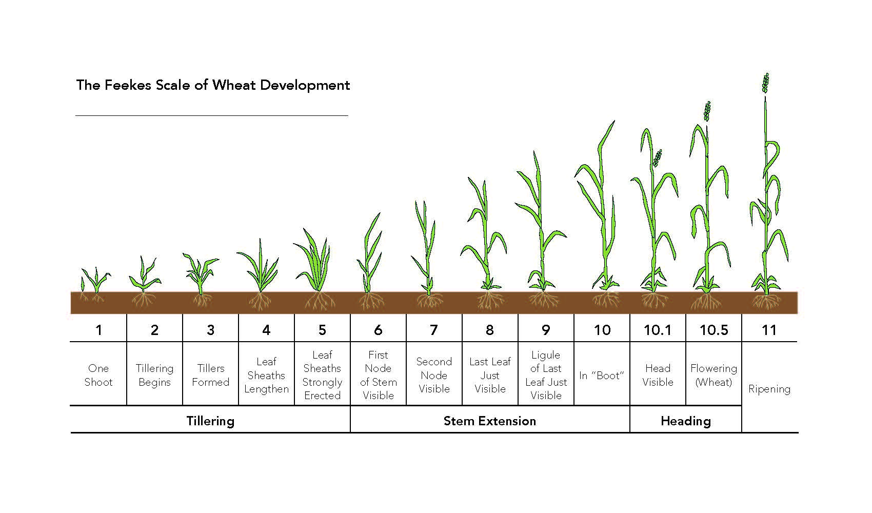 Wheat Growth Chart