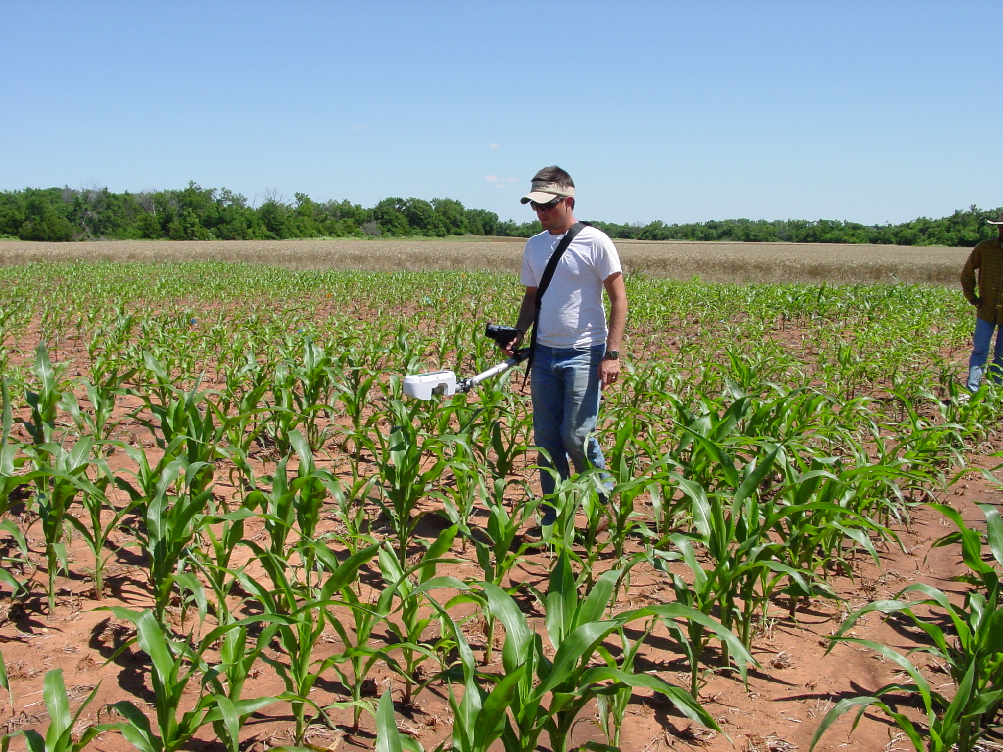 nitrogen sensors, nitrogen use efficiency, nitrogen management