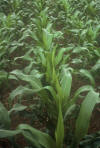 sulfur deficiency, Panama