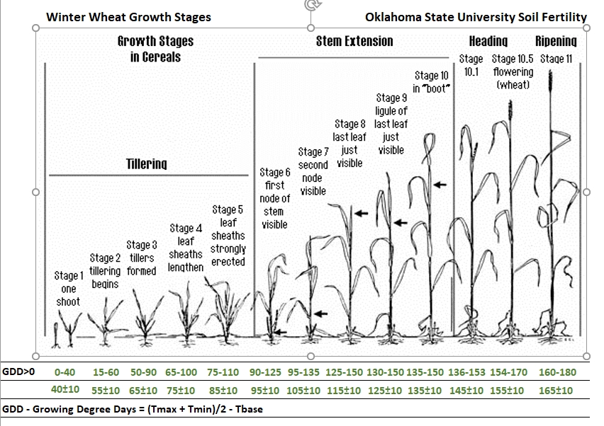 Wheat Growth Stages Chart