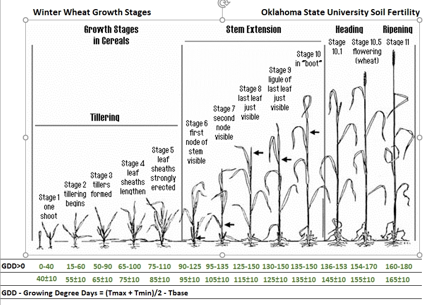 Wheat Growth Chart