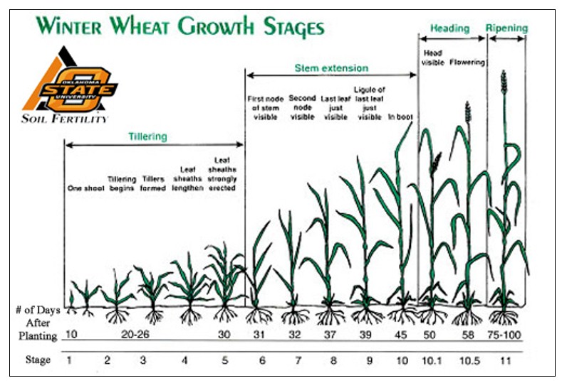 Wheat Growth Chart