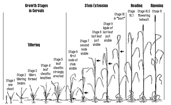 Winter Wheat Growth Stages Chart