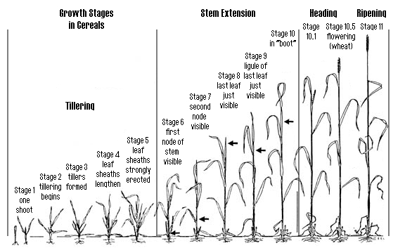 Wheat Growth Stages Chart