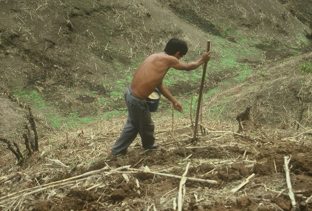 Manual Corn Planting