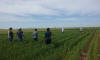 CIMMYT, 2016, Ciudad Obregon, Oklahoma State University Student