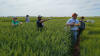 CIMMYT, 2016, Ciudad Obregon, Oklahoma State University Student