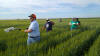 CIMMYT, 2016, Ciudad Obregon, Oklahoma State University Student