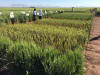 CIMMYT, 2016, Ciudad Obregon, Oklahoma State University Student