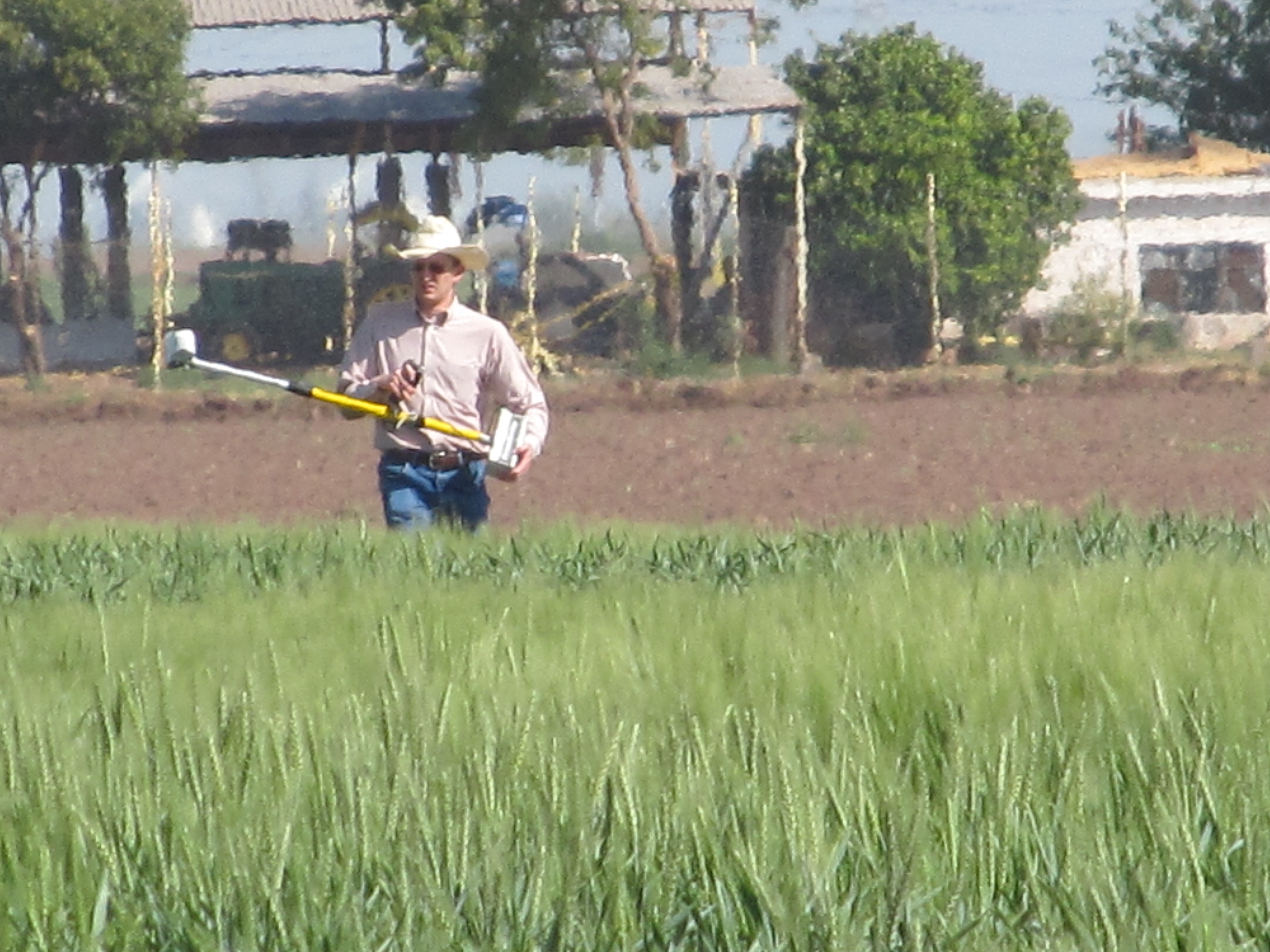 CIMMYT, nitrogen use efficiency, Oklahoma State University, GreenSeeker,Ciudad Obregon