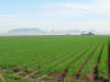 CIMMYT Ciudad Obregon OSU