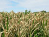 CIMMYT Ciudad Obregon OSU