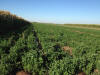 CIMMYT Ciudad Obregon OSU