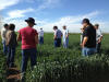 CIMMYT Ciudad Obregon OSU