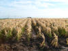 CIMMYT Ciudad Obregon OSU