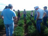 CIMMYT Ciudad Obregon OSU