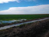 CIMMYT Ciudad Obregon OSU