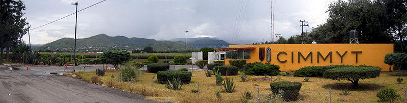 CIMMYT, El Batan, Mexico