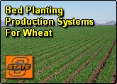 Bed Planting Production Systems for Spring Wheat and Winter Wheat