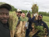 Wheat forage harvesting