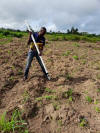 OSU Hand Planter Nigeria