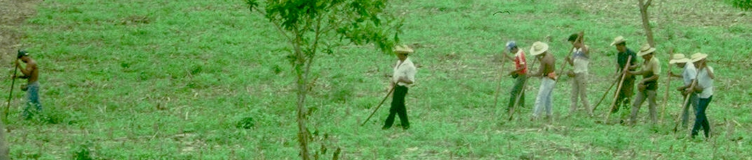 El Salvador Hand Planting CIMMYT
