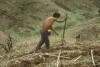 Central America Maize Planting