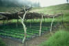 coffee nursery, Guatemala