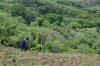 El Salvador, Greenseeder Hand Planter, Oklahoma State University