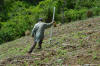 El Salvador, Greenseeder Hand Planter, Oklahoma State University