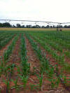 LCB corn trials, 2014