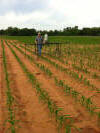 LCB, corn trials 2014