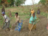 Uganda Hand Planting Maize 