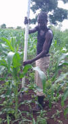 Uganda hand planter used for fertilizer N application