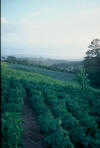 peppers, vegetables, Honduras