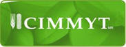 CIMMYT