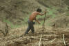 Hand planting, Opico Quezaltepeque, El Salvador