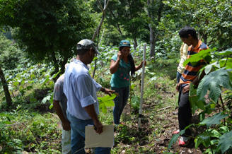 El Salvador, bean planting