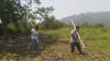 OSU hand planter, Honduras