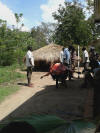 Uganda use of the Greenseeder Hand Planter