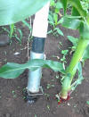 Uganda hand planter used for fertilizer N application