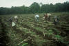 zero tillage maize, El Salvador