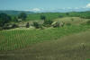 maize planting, Dominican Republic