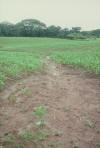soil erosion, corn, Panama