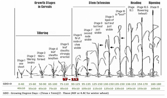Feekes Growth Stages, and GDD