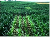 By row differences in monoculture corn