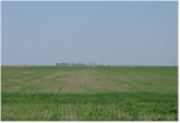 Spatial Variability in Winter Wheat