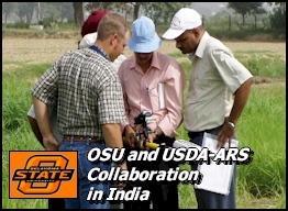 OSU and USDA-ARS Collaboration in India, Rice-Wheat Consortium