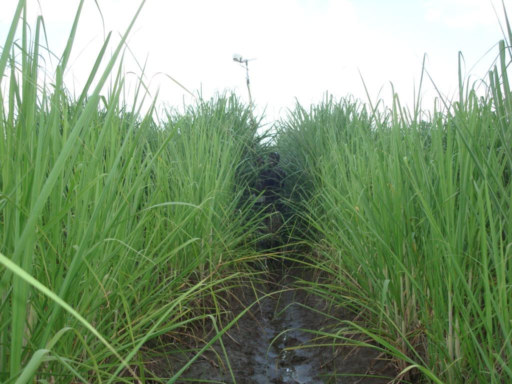 Sugarcane under irrigation