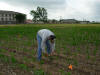 5-29-13-Corn-5